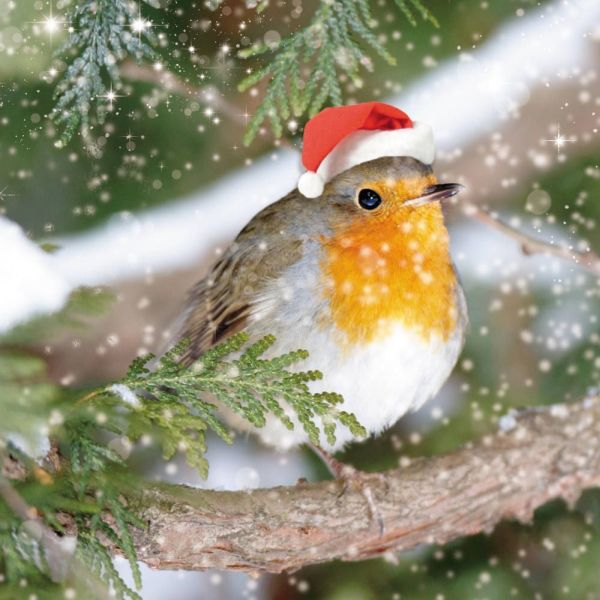 Festive Robin Boxed Cards